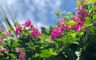 Plant Profile: Bougainvillea