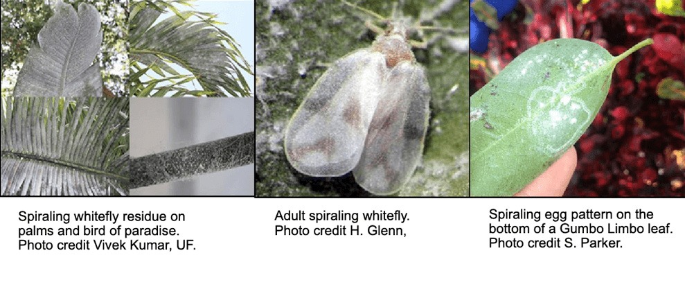 Knowledge Center: Spiraling White Fly