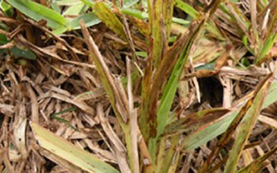 Pest Alert: Sugar Cane Mosaic Virus