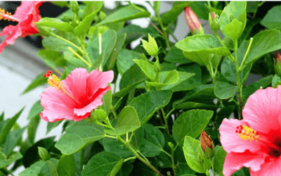 Plant Profile: Hibiscus